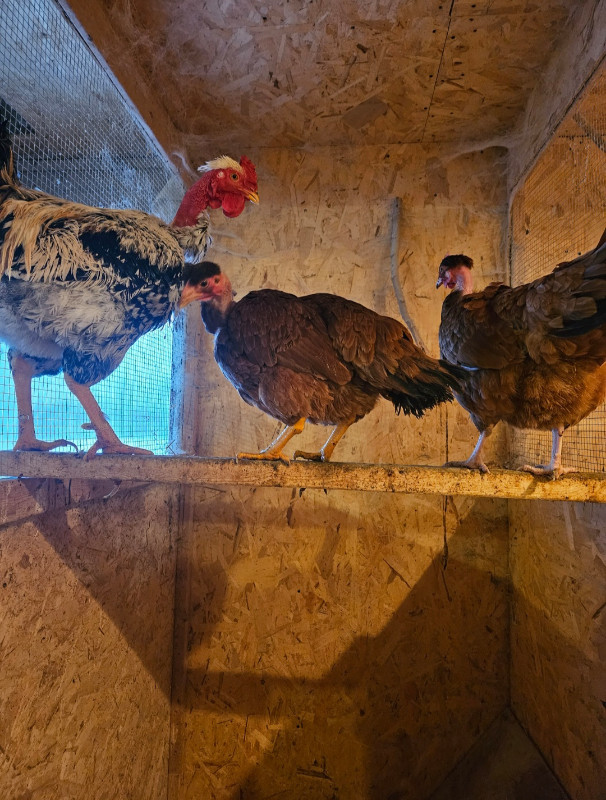 Naked Neck chicks available in Livestock in Kitchener / Waterloo