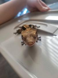 Young/Juvenile Crested gecko