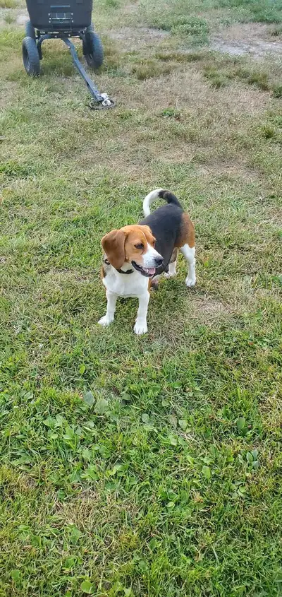 3 1/2 year old female beagle for adoption She is used to cats and dogs kids Very loyal and friendly,...