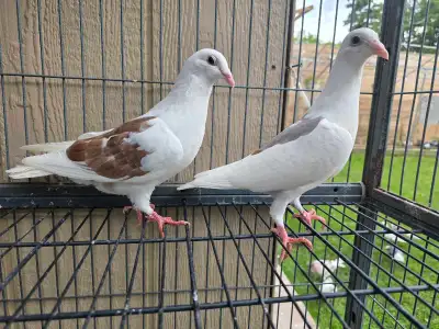 Sheddle homer pigeon for sale, View more