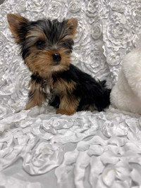 Yorkie Puppies Super Teenie Tiny, Too Cute