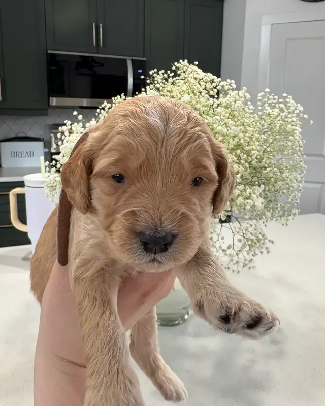 Mini Golden Doodles in Dogs & Puppies for Rehoming in Winnipeg - Image 3