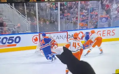 4 Kittens, View more