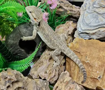 Nous avons une magnifique demoiselle dragon barbu en adoption. C'est une femelle qui est née en déce...