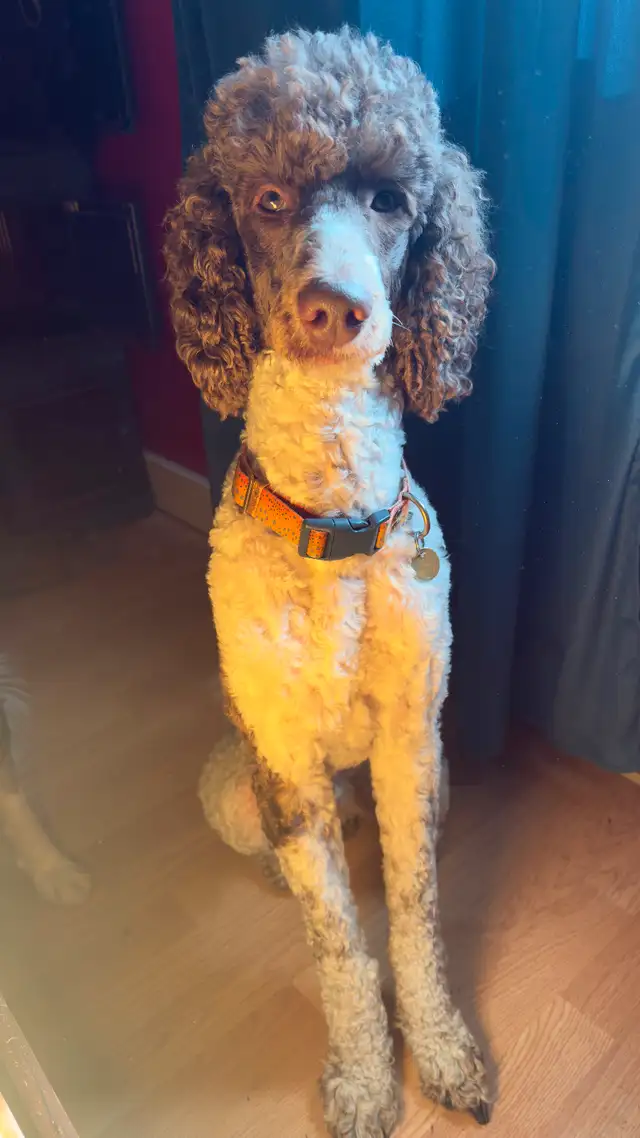 Smart Beautiful Bordoodle Puppy ready to go! in Dogs & Puppies for Rehoming in Ottawa - Image 5