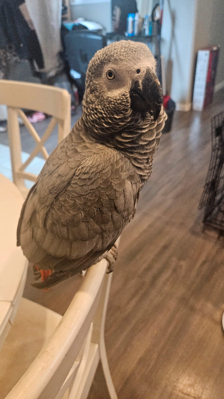 African grey 1 yr old in Birds for Rehoming in Edmonton - Image 2