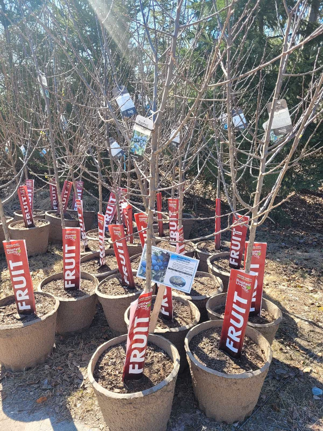 Best Fruit Trees – Pears, Apples, Haskaps, Cherries and in Plants, Fertilizer & Soil in Sudbury - Image 4