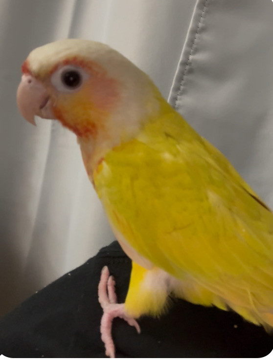 greencheek conures in Birds for Rehoming in City of Toronto - Image 2