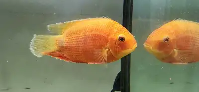 6in red spot sevrum cichlid, View more