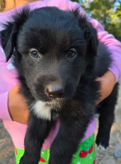 chiot berger australien(possibilités de livraison pour quebec), View more