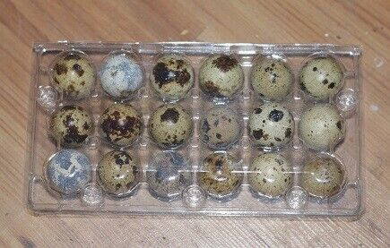 Quail chicks and hatching eggs in Livestock in Renfrew - Image 2