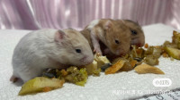 Nom nom rex polywhite hamsters eat yummy food 