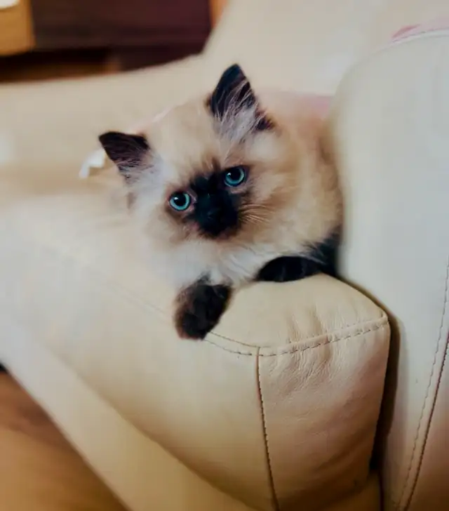 LOVECATS TICA reg. Cattery: Persian Himalayans and Himalayan in Cats & Kittens for Rehoming in Kingston - Image 3