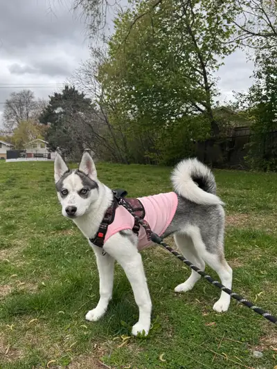 Purebred Siberian Husky Female – 5 Months Old, View more