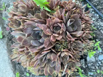 Hen and chicks plant, View more