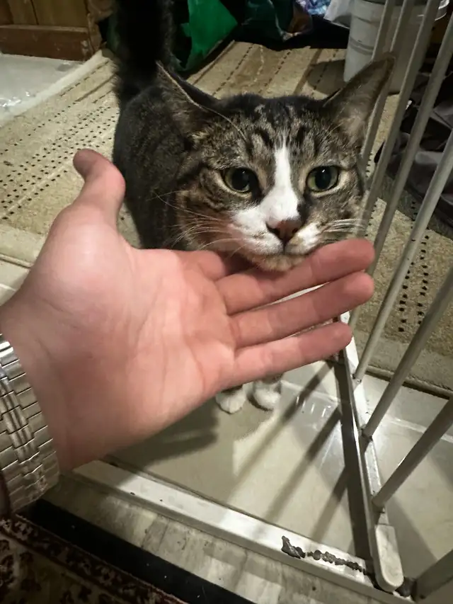 tabby cat for sale in Cats & Kittens for Rehoming in Oakville / Halton Region - Image 3