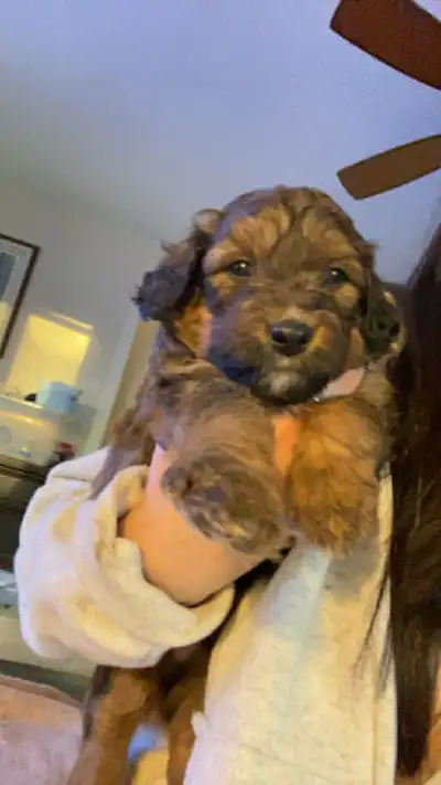 GORGEOUS PUPPIES!!, View more