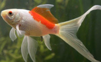 WANTED FREE GOLDFISH KOI DONATE - Pickering 