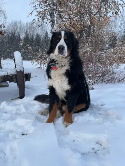 Rent a Husband, View more