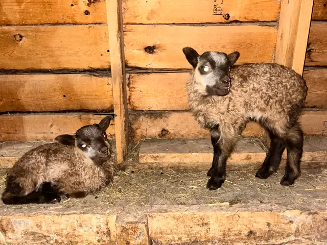 Purebred Icelandic Ram Lambs!!! in Livestock in Burns Lake - Image 6