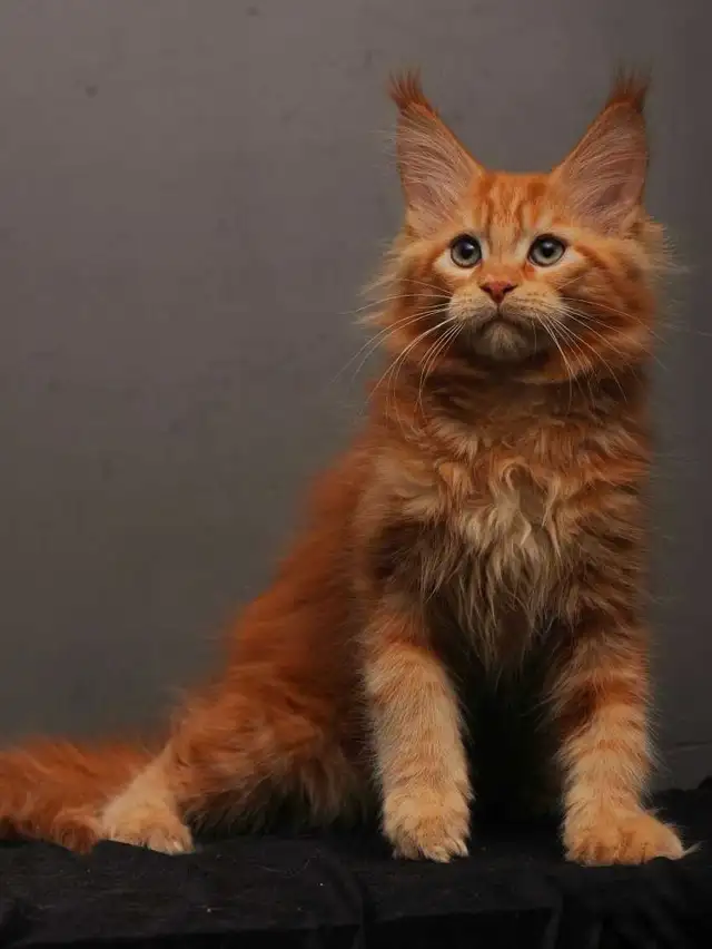 VORTEX- GORGEOUS RED MAINE COON male (WCF)