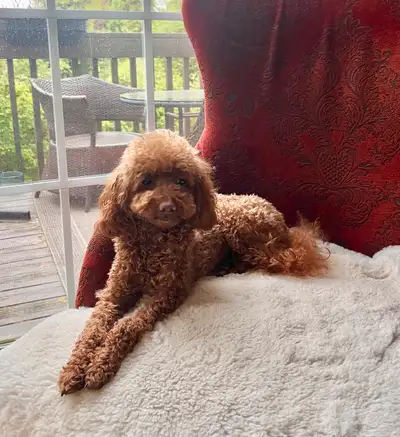 Loving Purebred Toy Poodle Looking for Her Forever Home, View more