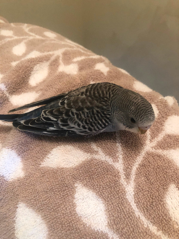 Baby Budgie in Birds for Rehoming in City of Toronto - Image 2