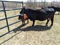 Dexter cow/calf pairs