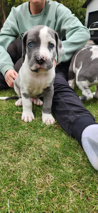 March 5th Titan and Olive welcomed 11 beautiful Great Dane puppies into this world. They will be rea...