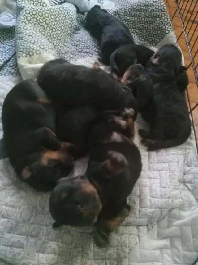 Beautiful Big boned Rottweiler puppies for Rehoming! in Dogs & Puppies for Rehoming in City of Toronto - Image 6