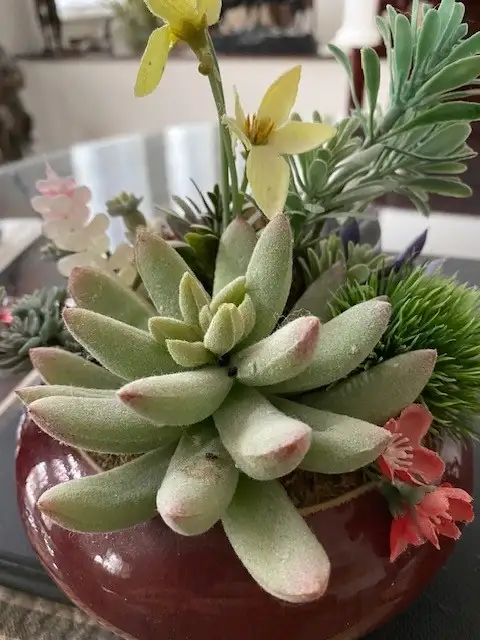 Beautiful Artificial Flowering  Cactus Plants in Ceramic Pot63234702853891124