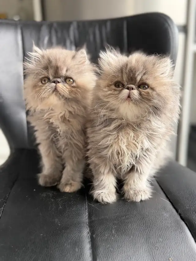 2 Tea Cup Persian Kittens For Sale 8 weeks old | Cats & Kittens for ...