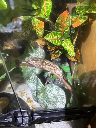 gargoyle gecko, View more