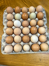 Fresh free range chicken eggs