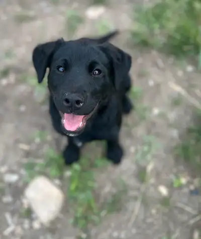 Meet Fleur, (flower in French) She’s a sweet Rottweiler mix Lab. She is beyond intelligent, friendly...