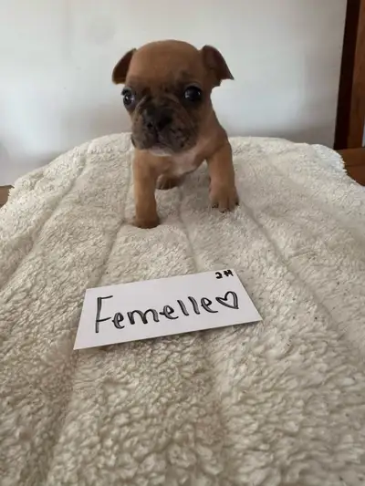 French Bulldog Puppies, View more