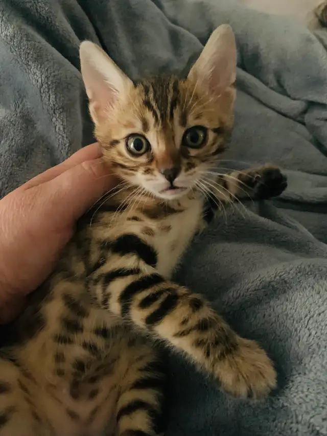 Bengals Chatons ♥️ 100% Pur de parents enregistrés TICA in Cats & Kittens for Rehoming in Laurentides - Image 5