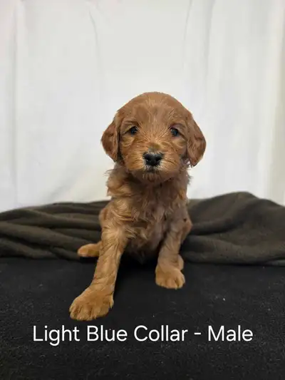 Adorable Mini Goldendoodle Puppies Looking for Their Forever Homes! We have a beautiful litter of F1...