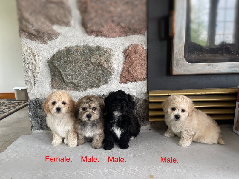 Bichon Frise x Toy Poodle Puppies! Ready Now ️ Dogs & Puppies for