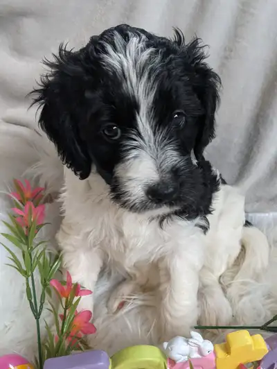 F1B English Goldendoodles - Wait lists OPEN, View more