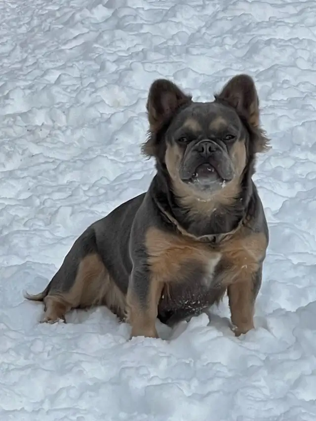 French bulldog adult female in Dogs & Puppies for Rehoming in Markham / York Region - Image 4