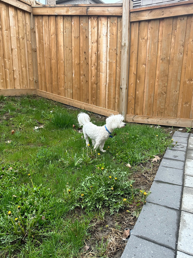 One year old puppy  in Dogs & Puppies for Rehoming in Markham / York Region - Image 3
