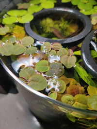 Aquarium Amazon Frogbit/Red Root Floaters for trade