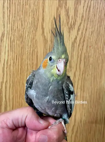 SOLD pending pick up - Handraised male cockatiel, View more