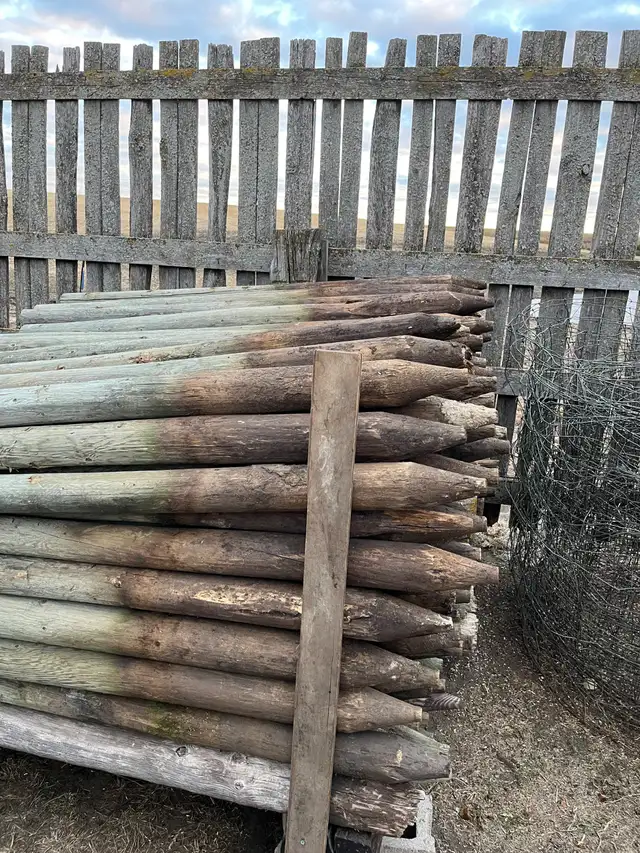 Livestock & Fence Posts in Other in Saskatoon - Image 13