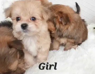 Maltipom X Tiny Yorkie Puppies!, View more
