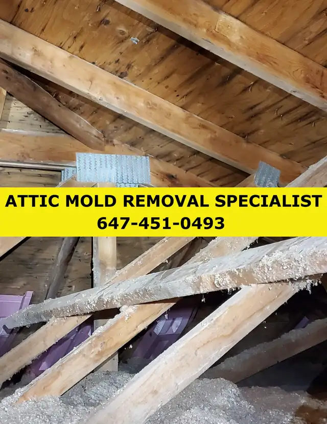 ATTIC MOLD REMOVAL SPECIALIST  CERTIFIED IICRC in Renovations, General Contracting & Handyman in Kingston - Image 5