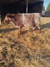 Shorthorn bulls for sale