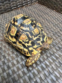  Adorable,healthy, friendly, leopard tortoise 