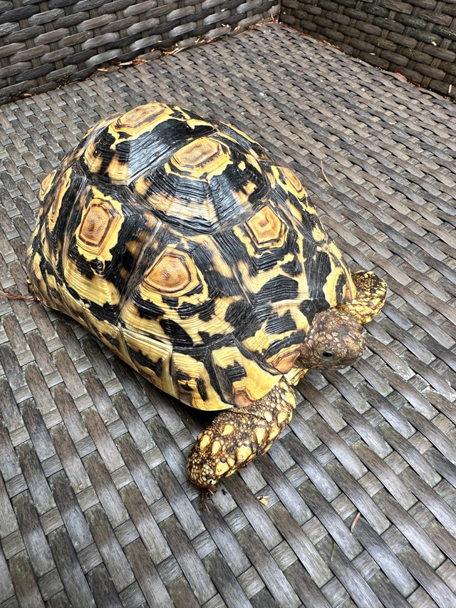 Adorable,healthy, friendly, leopard tortoise  in Reptiles & Amphibians for Rehoming in Burnaby/New Westminster
